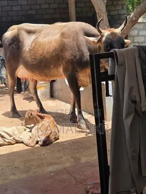 Milk Cow