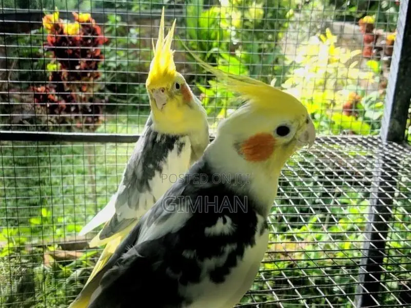 Cockatiel Birds with Cage