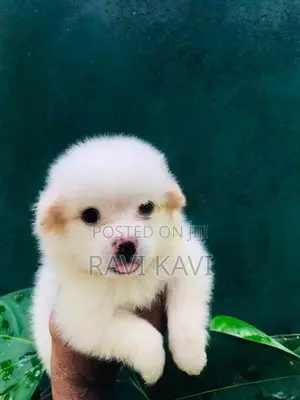 Pomeranian Puppies