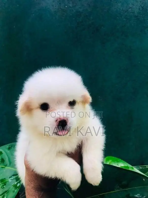 Pomeranian Puppies