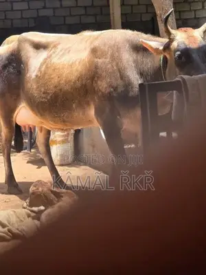 Milk Cow