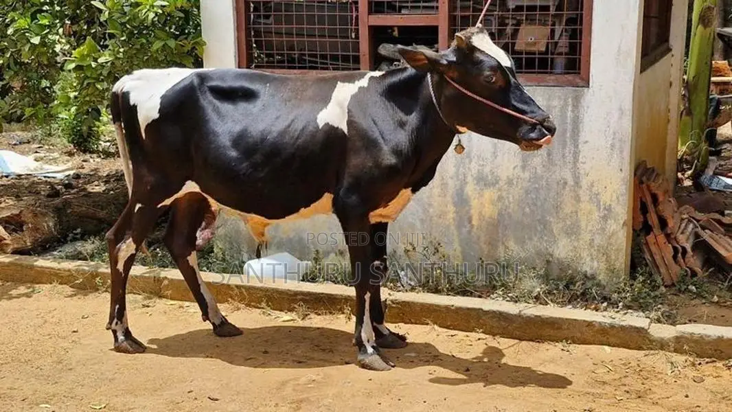 Farm Cow