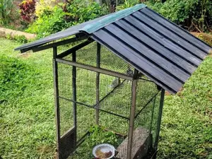 Cockatiel Birds with Cage