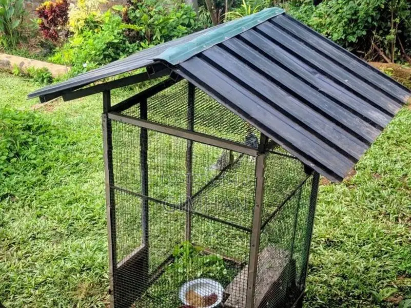 Cockatiel Birds with Cage