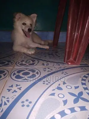 Lion Pomeranian Puppies