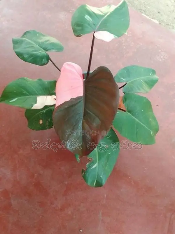Philodendron pink princess