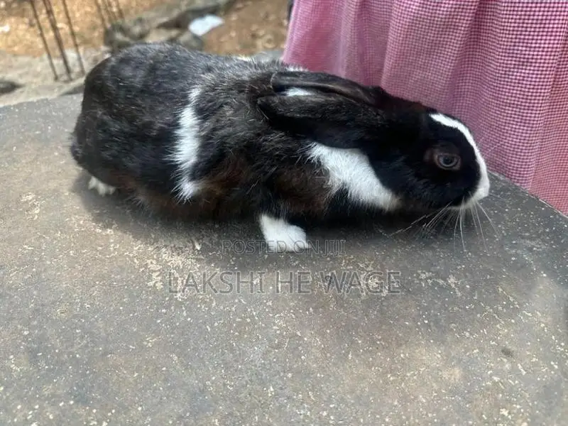 Rabbit