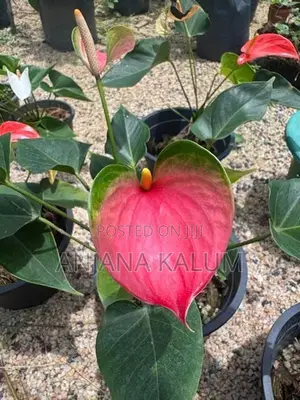 Anthurium Plants