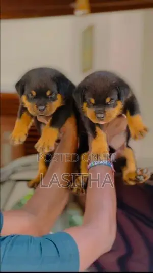 Rottweiler pappys