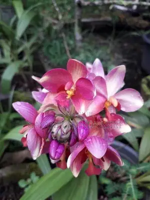 ග්‍රවුන්ඩ් ඕකිඩ්