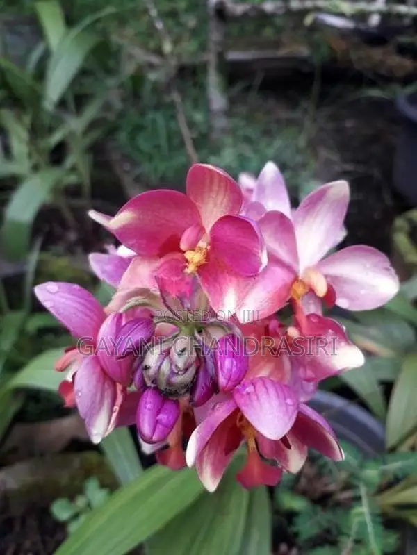 ග්‍රවුන්ඩ් ඕකිඩ්