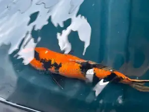 Japanese Koi Fish