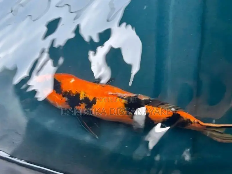 Japanese Koi Fish