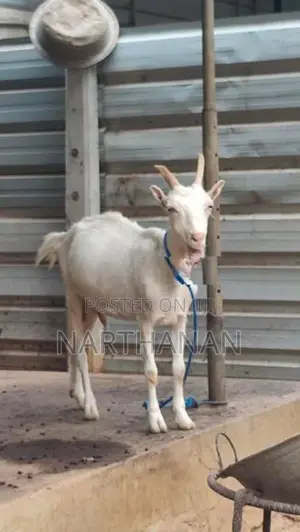 சணல் ஆடு விற்பனைக்கு