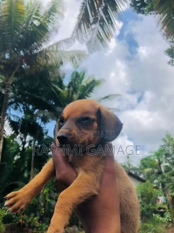 Dachshunds