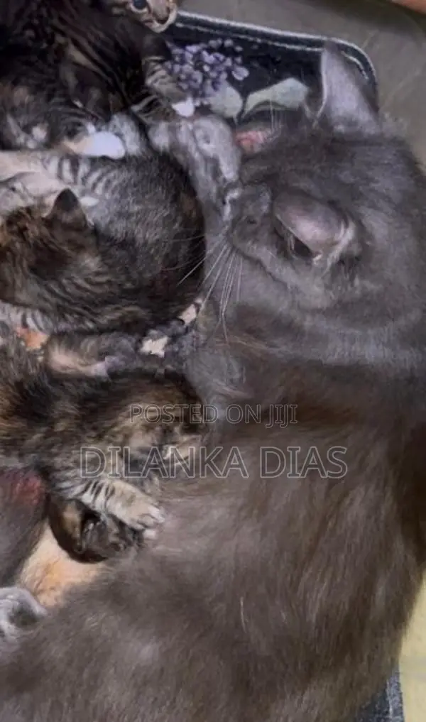 Adorable Persian Cross Kittens Looking for Loving Homes!