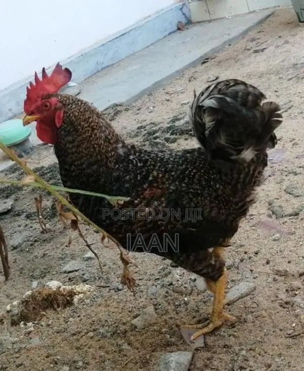Farm Chicken
