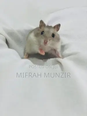 Dwarf Hamsters