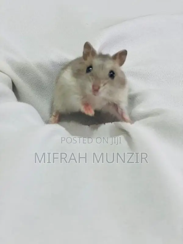 Dwarf Hamsters