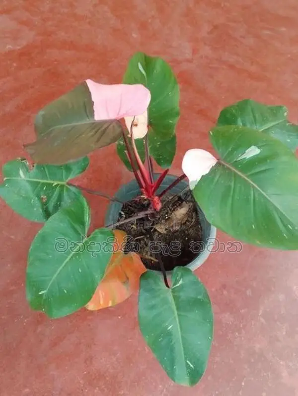 Philodendron pink princess