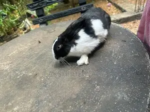 Rabbit
