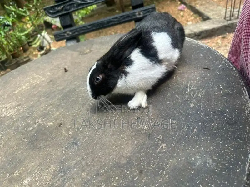 Rabbit