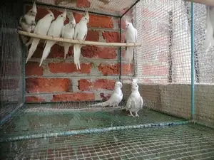 cokatel bird