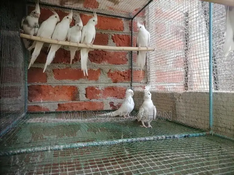 cokatel bird