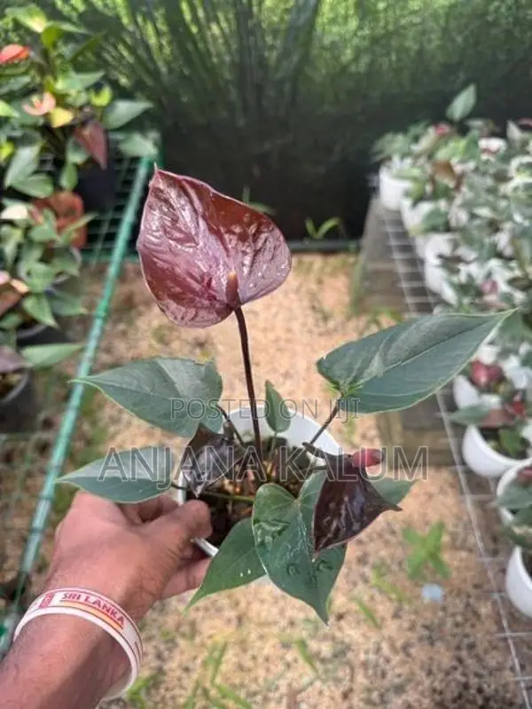 Anthurium Plants