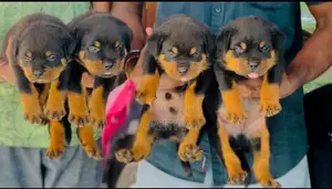 Rottweiler pappys