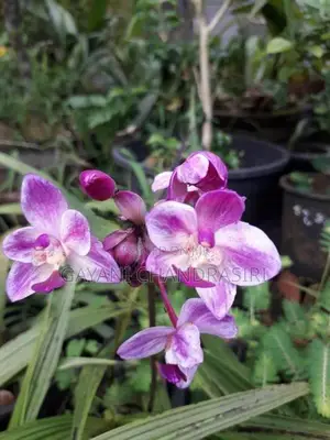 ග්‍රවුන්ඩ් ඕකිඩ්