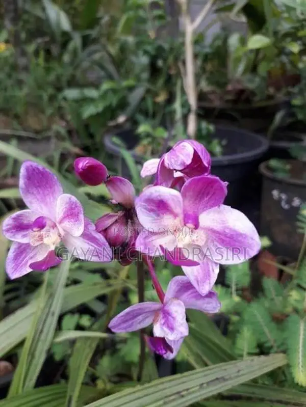 ග්‍රවුන්ඩ් ඕකිඩ්