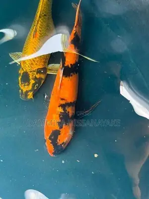 Japanese Koi Fish