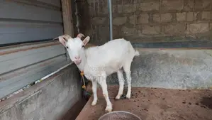 சணல் ஆடு விற்பனைக்கு