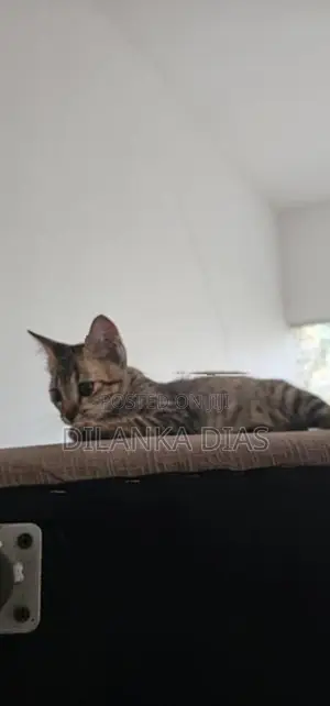 Adorable Persian Cross Kittens Looking for Loving Homes!