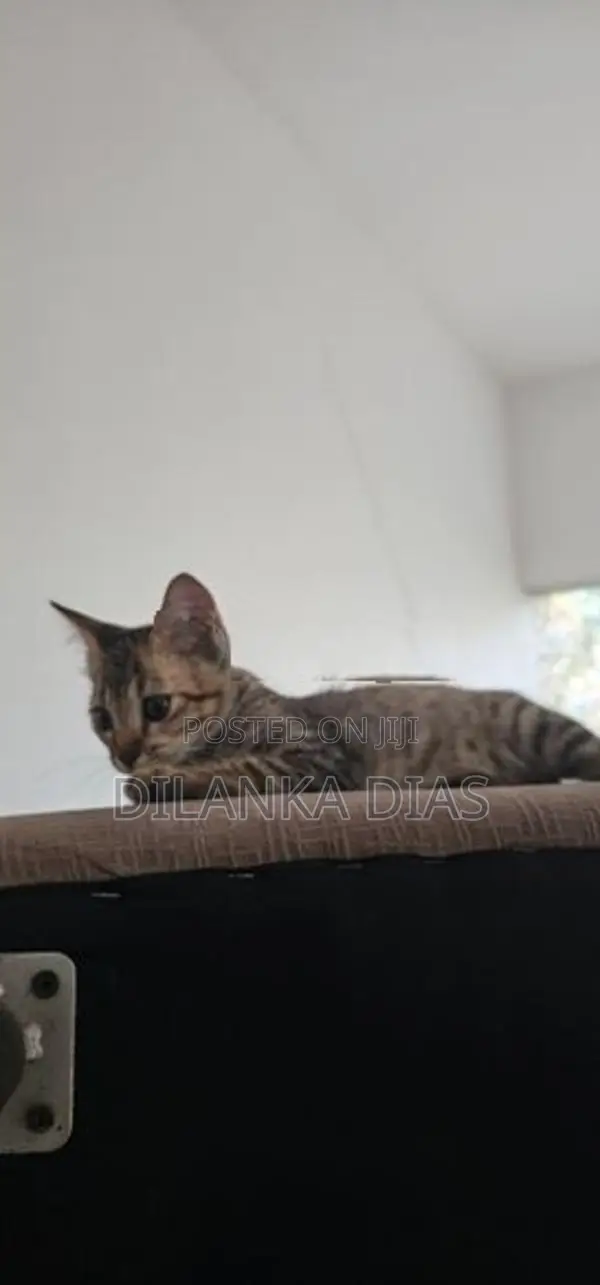 Adorable Persian Cross Kittens Looking for Loving Homes!