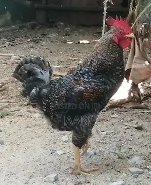 Farm Chicken
