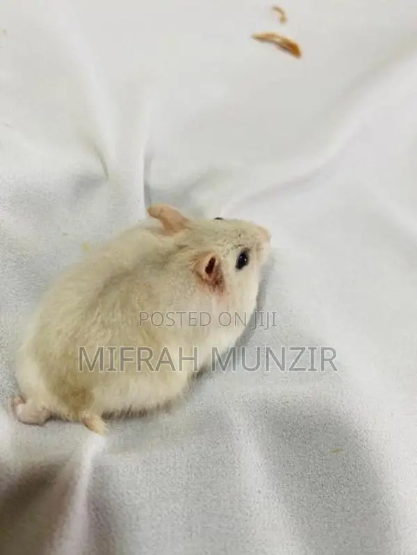 Dwarf Hamsters