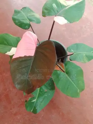 Philodendron pink princess