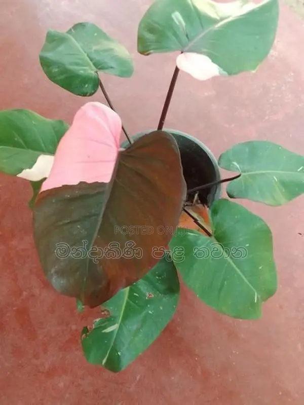 Philodendron pink princess