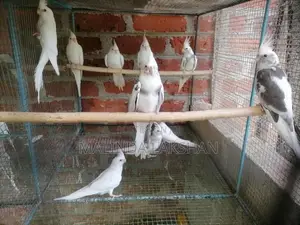 cokatel bird