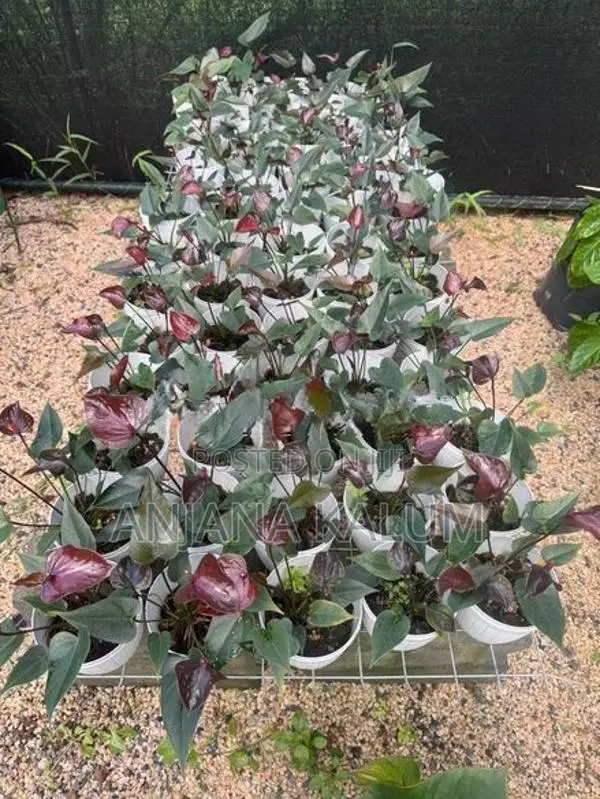 Anthurium Plants