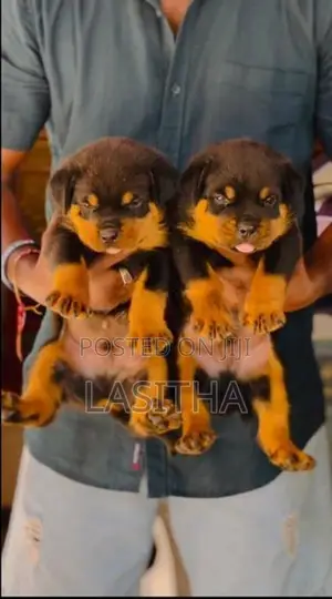 Rottweiler pappys