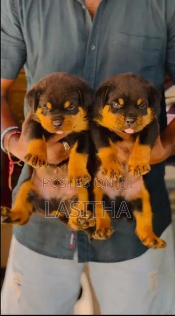 Rottweiler pappys