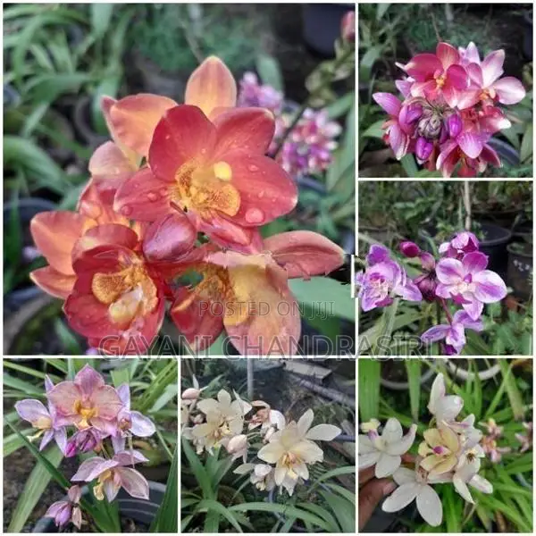 ග්‍රවුන්ඩ් ඕකිඩ්