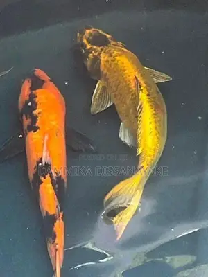 Japanese Koi Fish