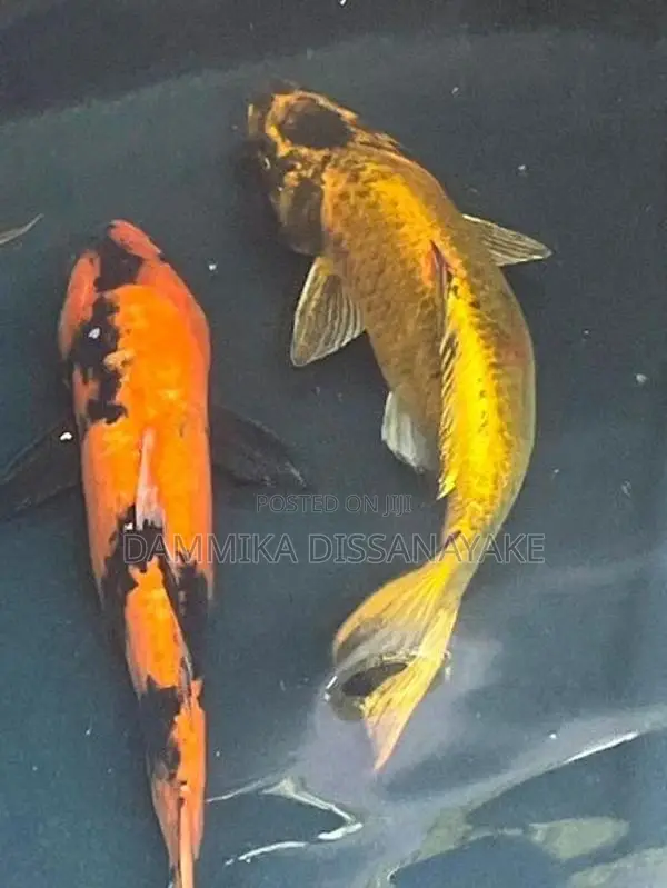 Japanese Koi Fish