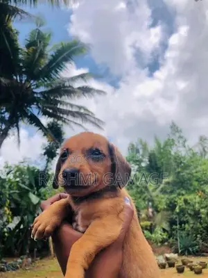 Dachshunds