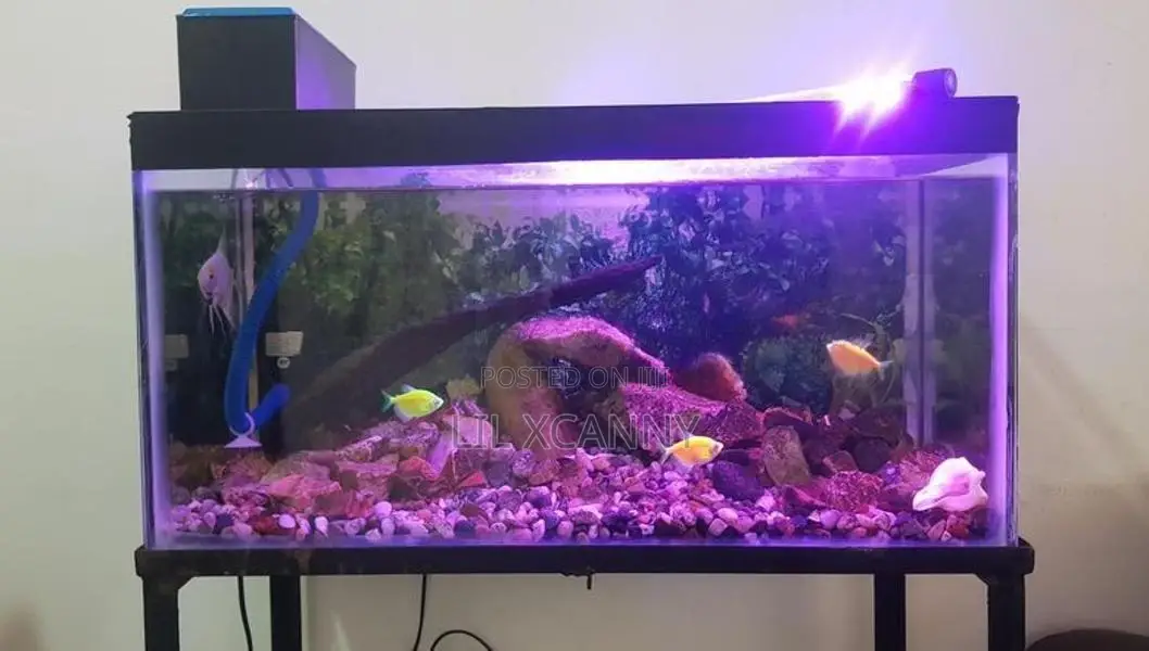 2 Ft Aquarium Fish Tank with Stand