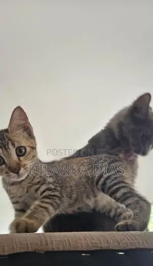 Adorable Persian Cross Kittens Looking for Loving Homes!